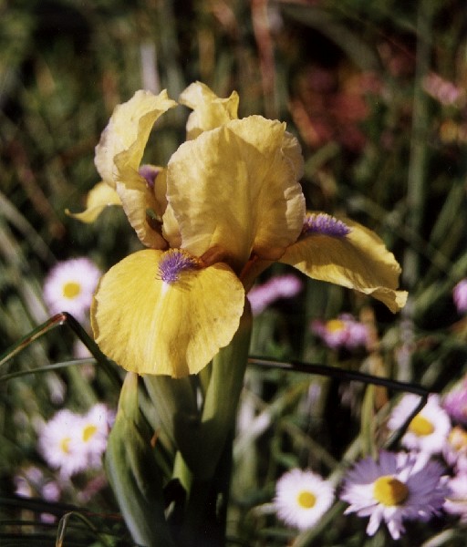 ../Images/Bearded Iris 3.jpg